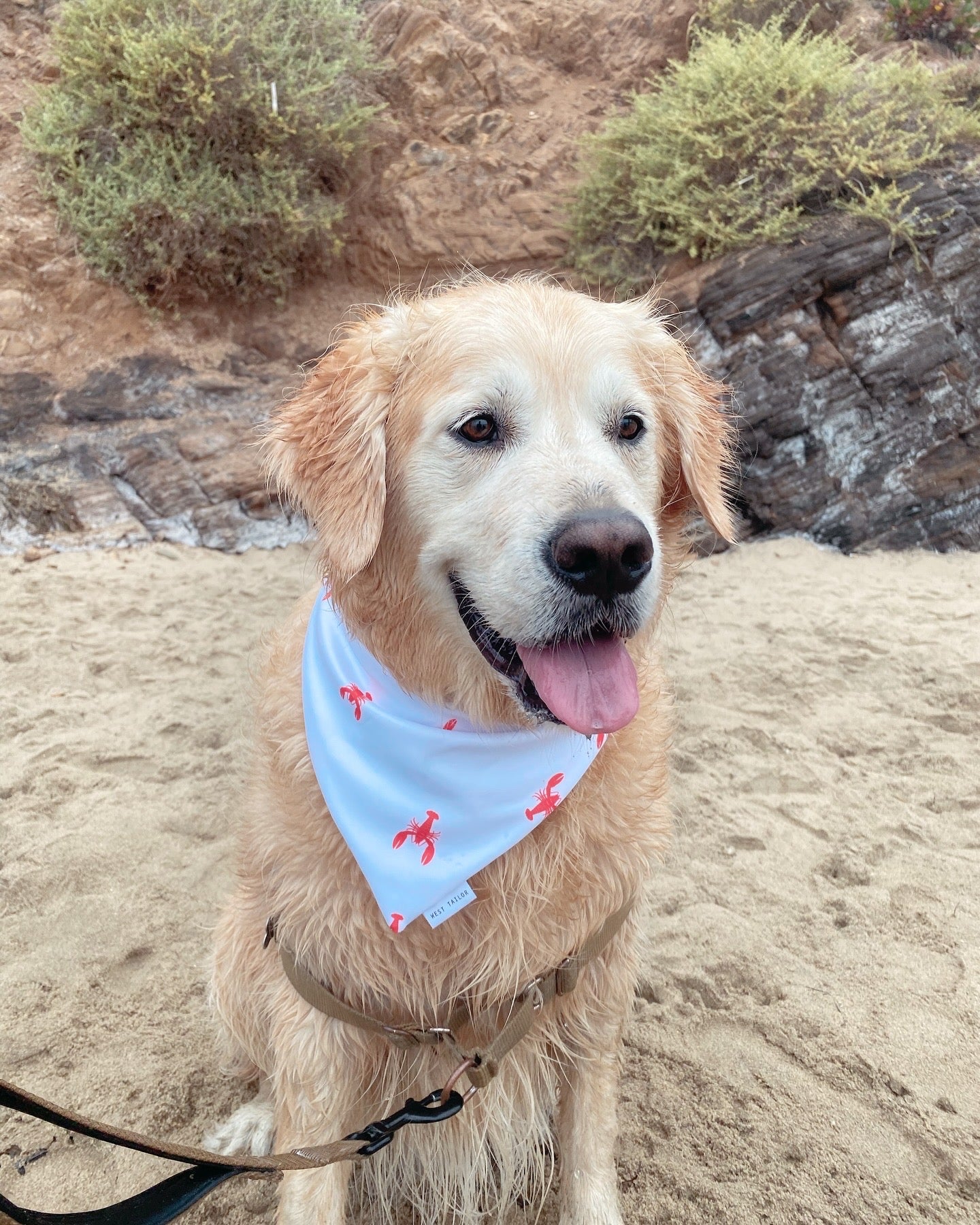 Lobster Bandana