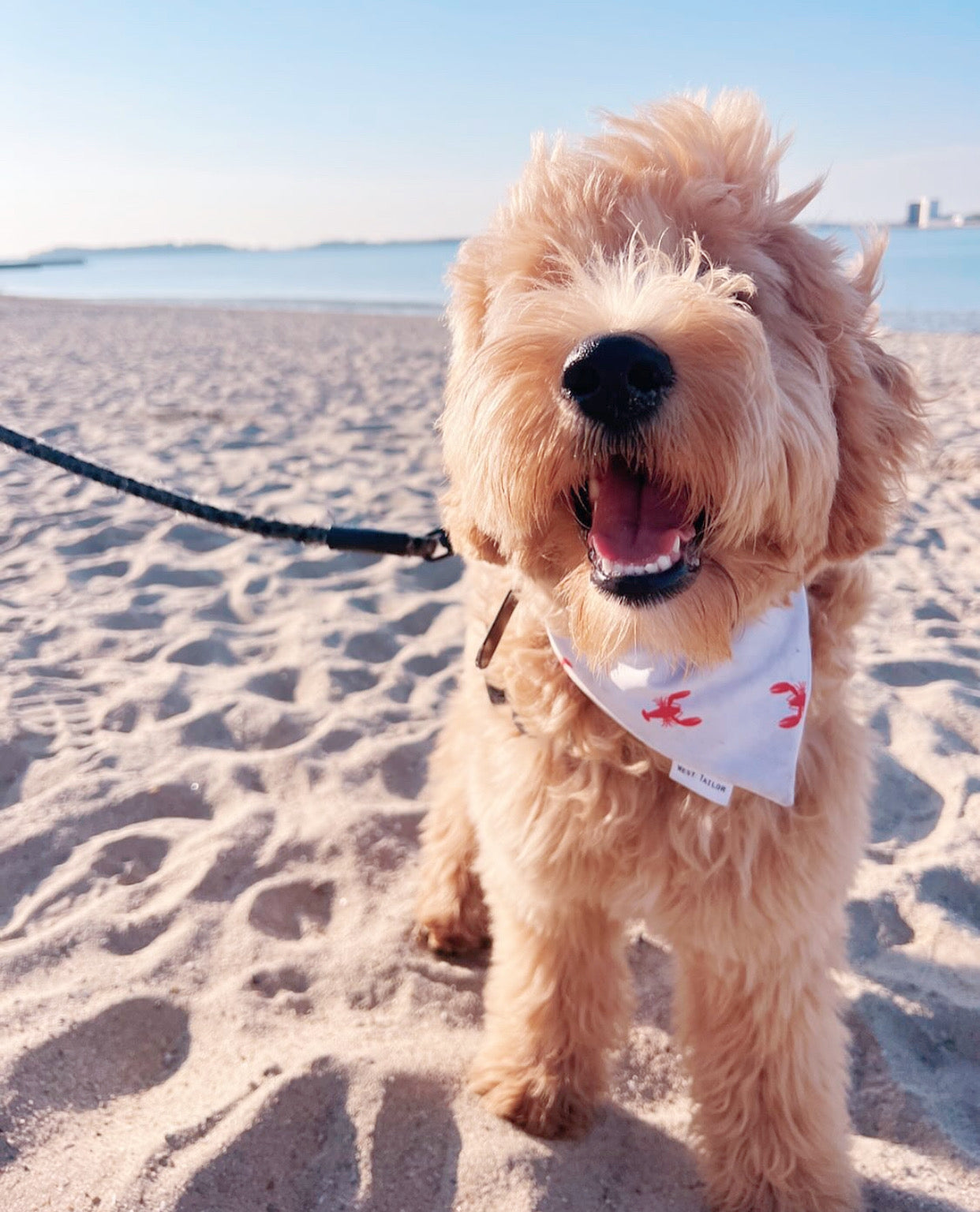 Lobster Bandana