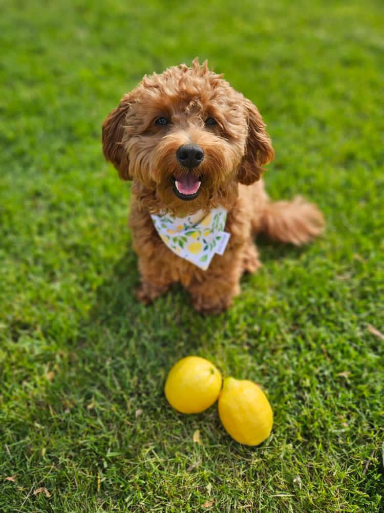 Lemons & Yellow Plaid Reversible Bandana